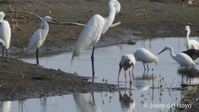 White Ibis - ML536009701