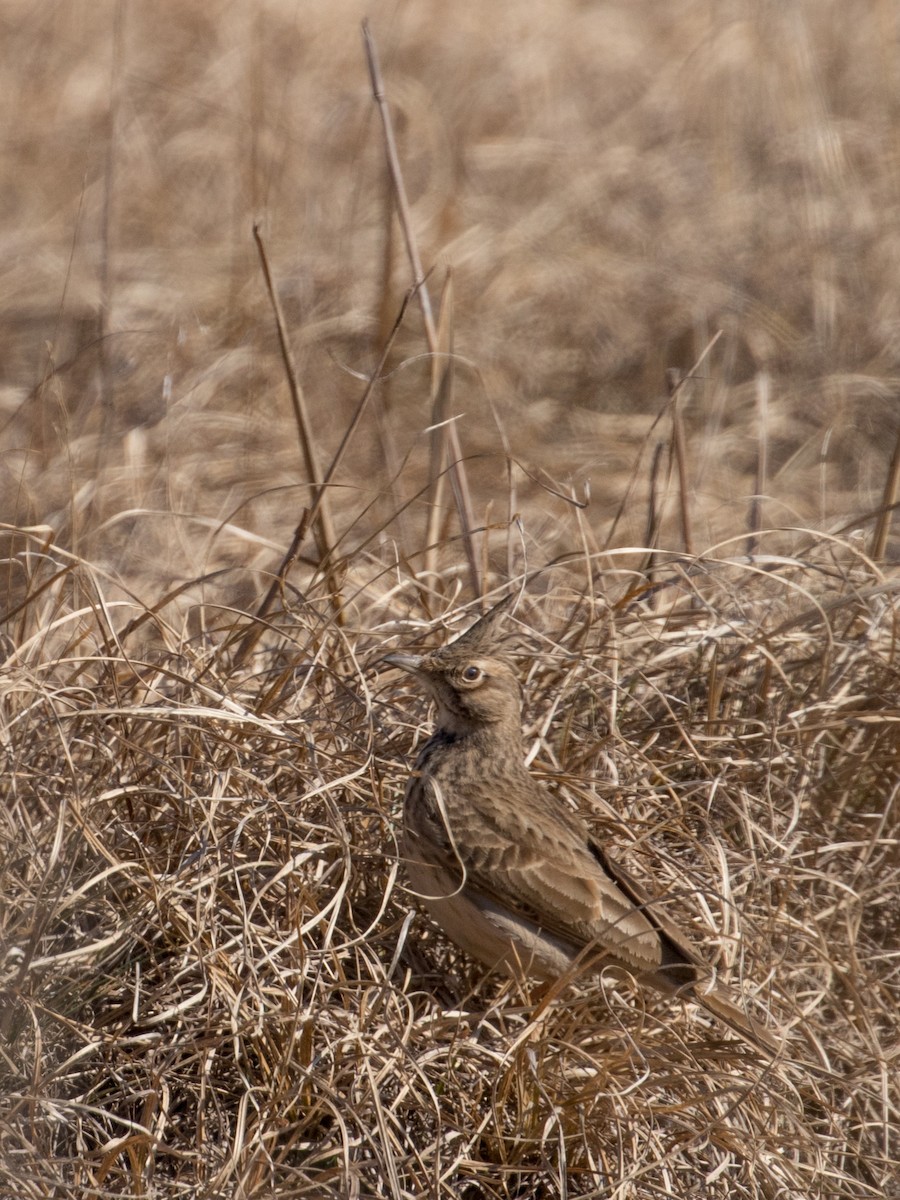 Tepeli Toygar - ML536010401