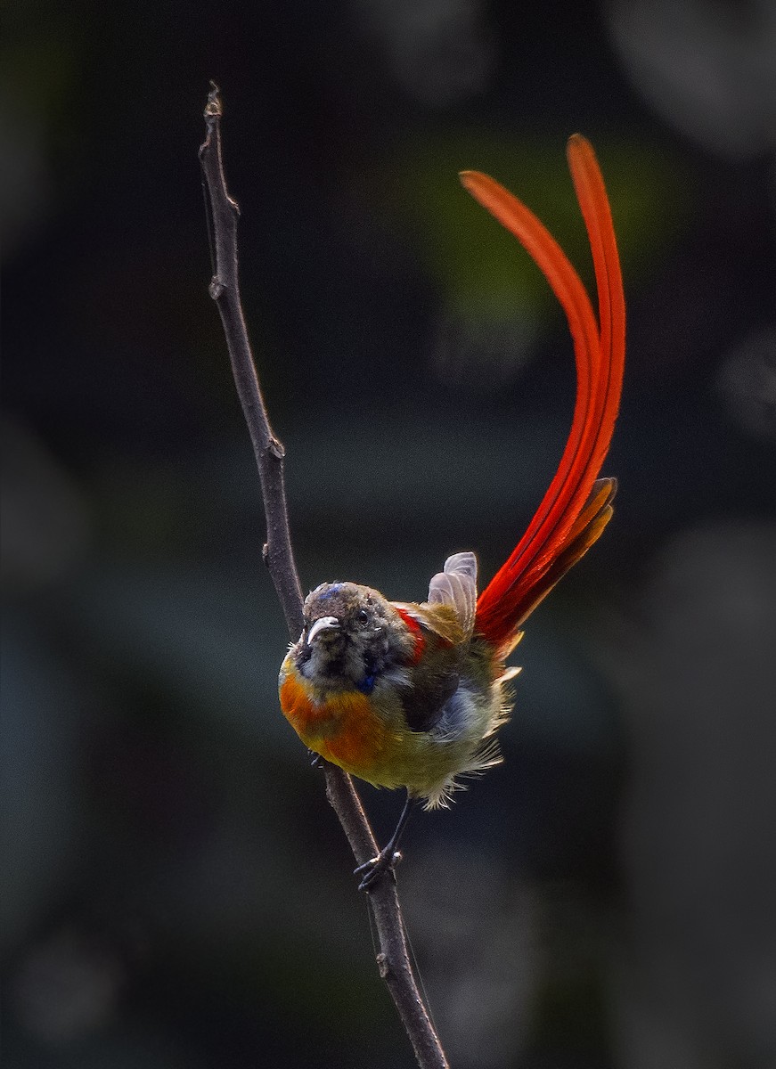 Fire-tailed Sunbird - ML536010431