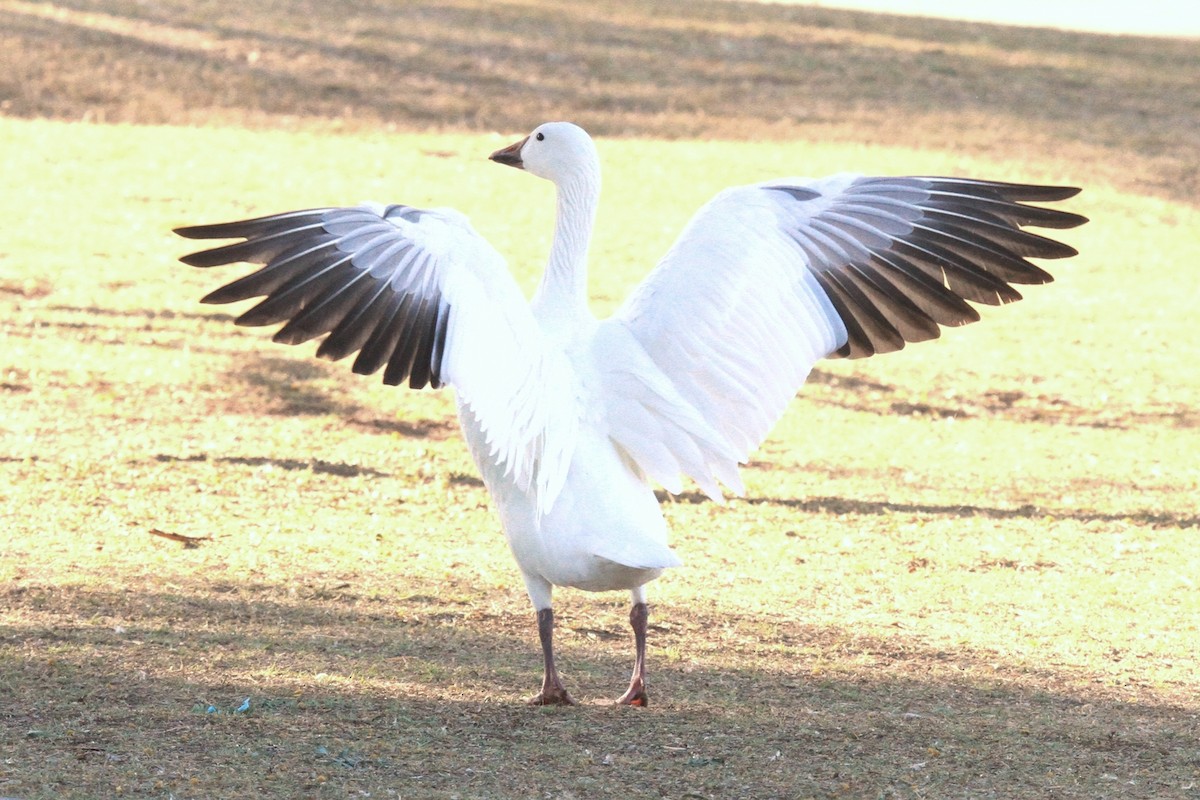 Snow Goose - ML53601091