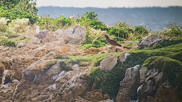 Brown Booby - ML536011561