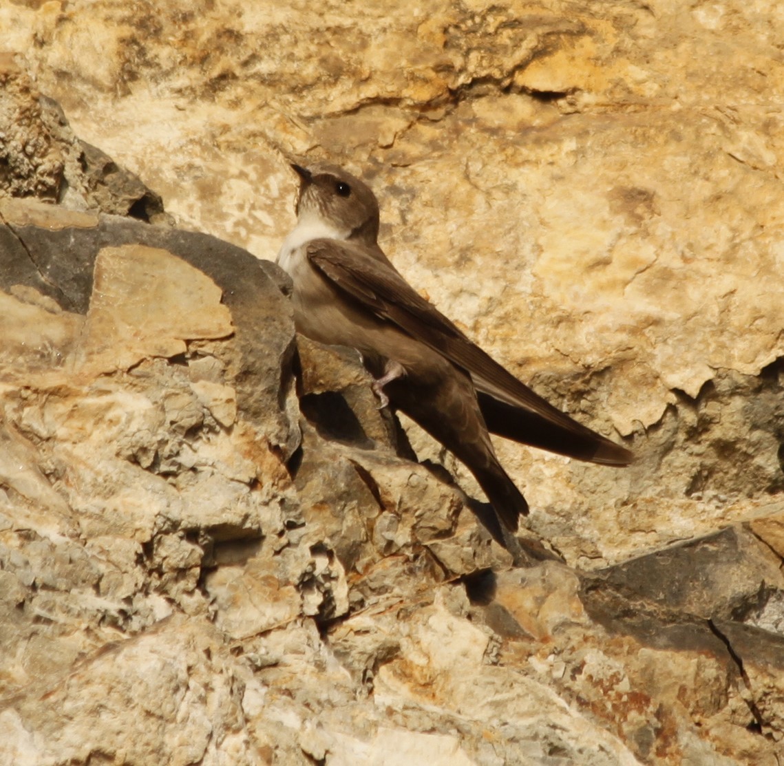 Eurasian Crag-Martin - ML536012051