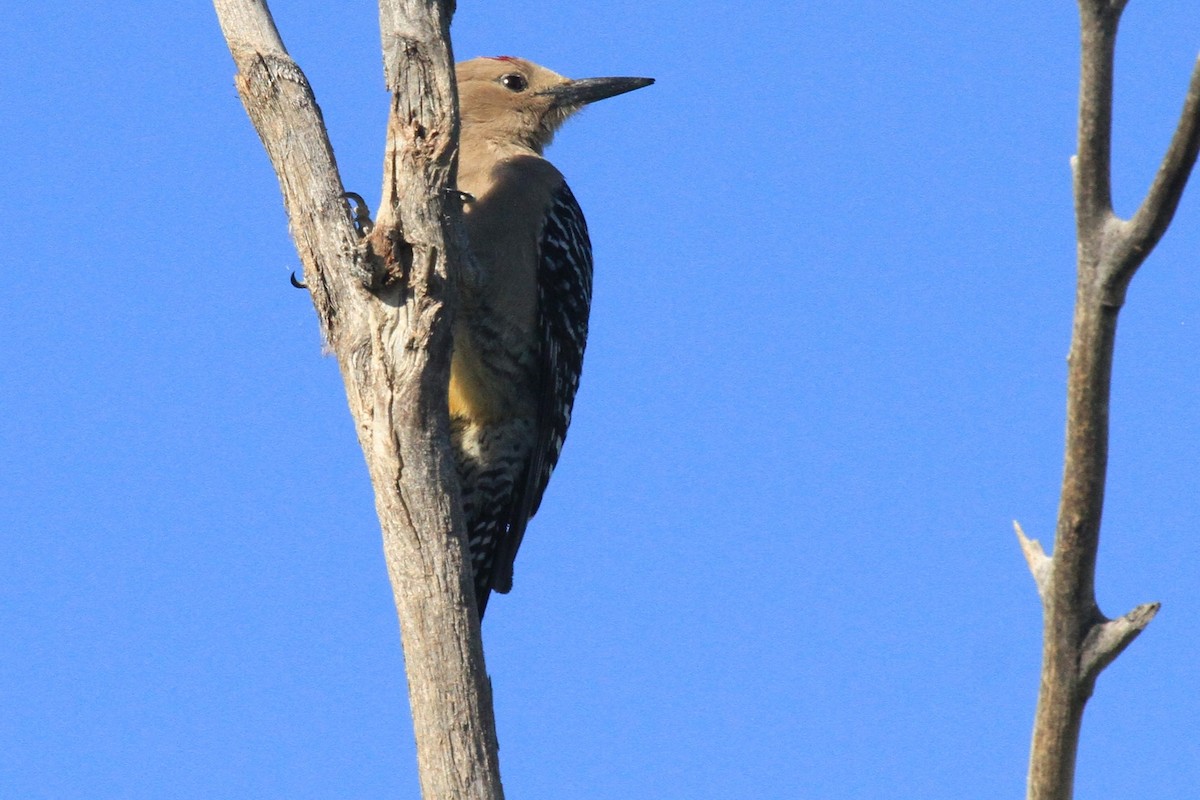 Gila Woodpecker - ML53601261