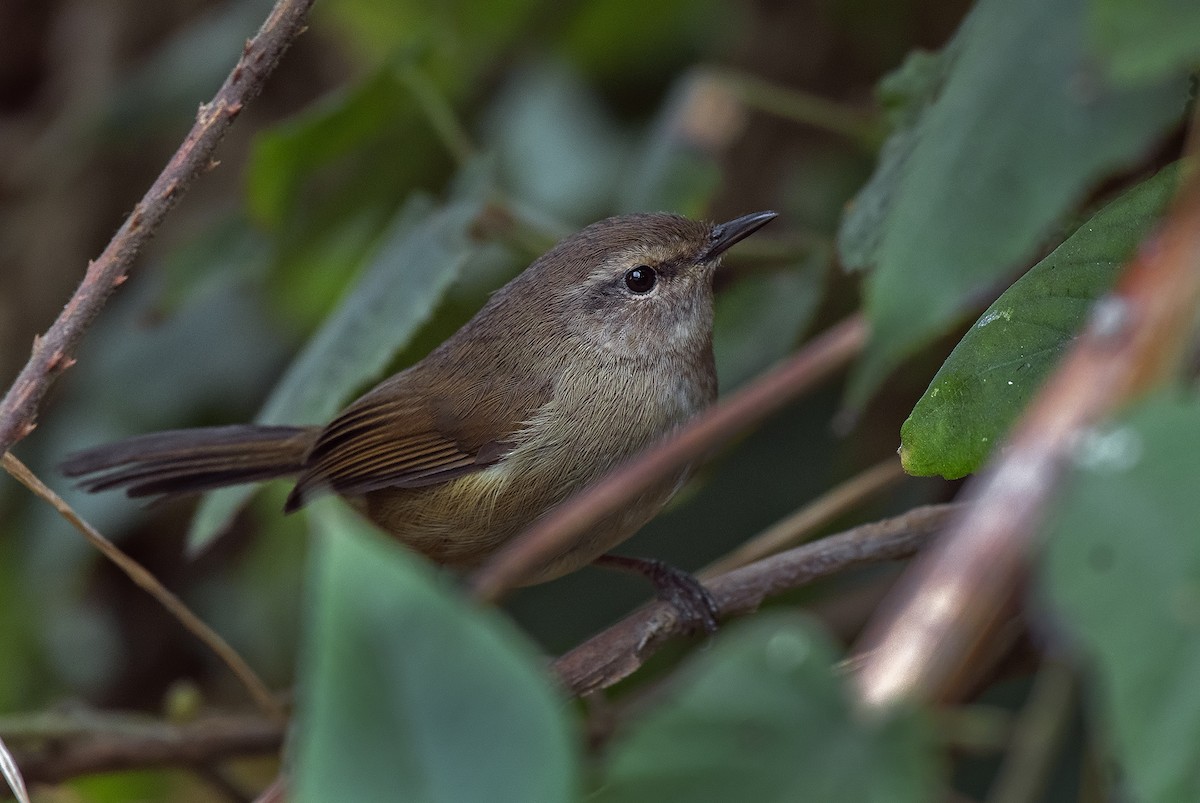 Hume's Bush Warbler - ML536013591