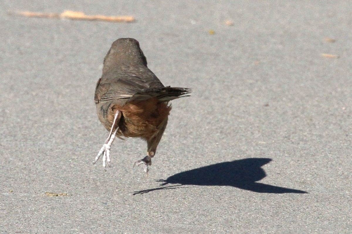 Abert's Towhee - ML53601401