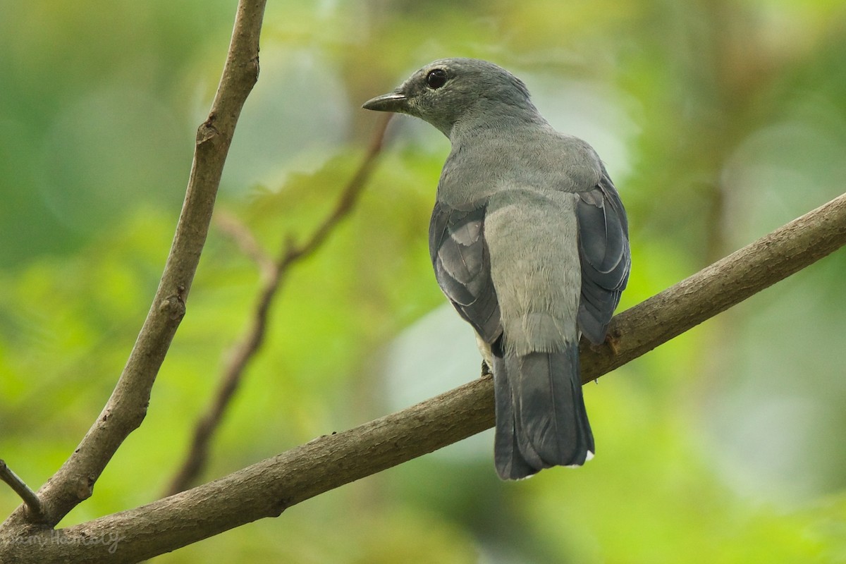 Black-winged Cuckooshrike - Sam Hambly