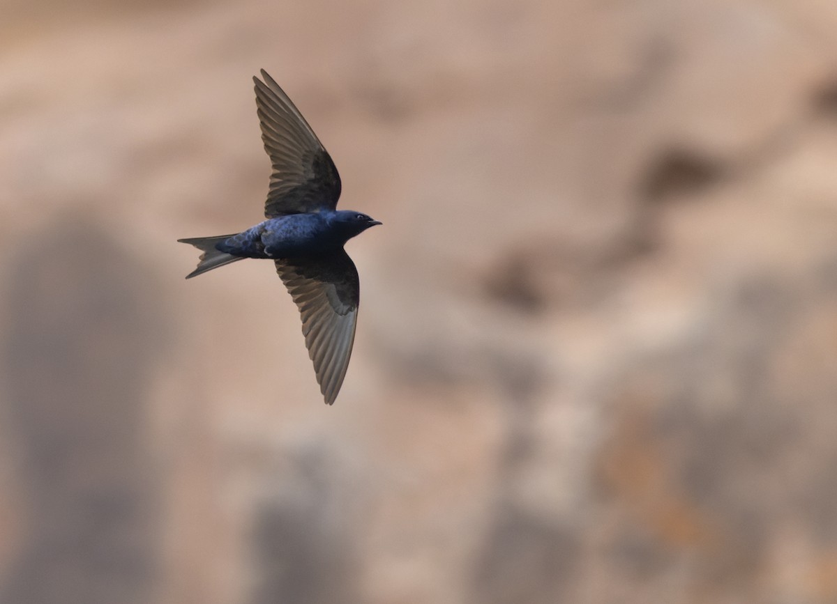 Golondrina Sureña - ML536014681