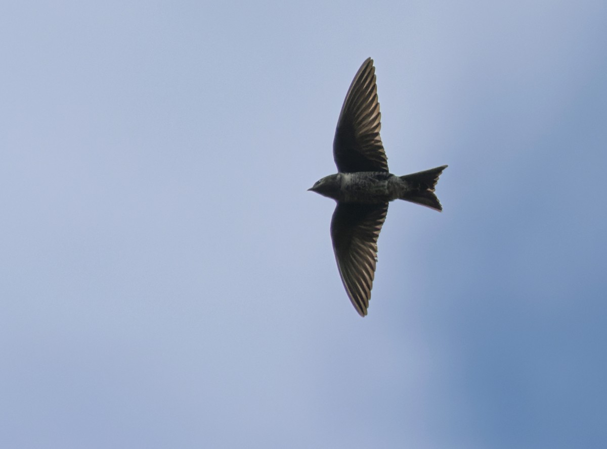 Hirondelle gracieuse - ML536014691