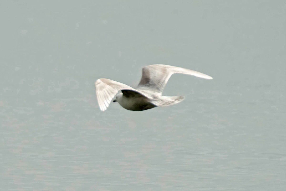 Iceland Gull (kumlieni/glaucoides) - ML53601471