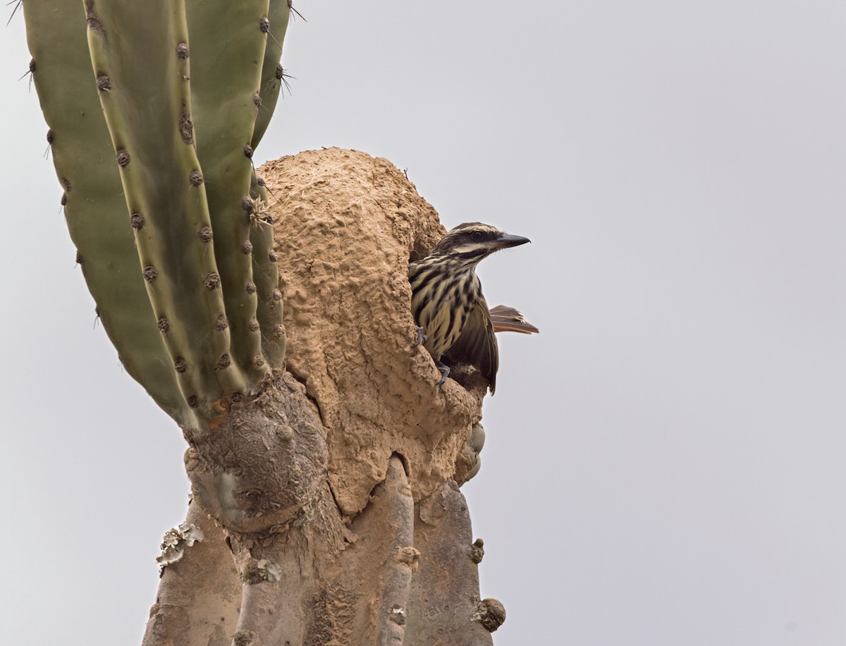 Streaked Flycatcher (Southern) - ML536014741