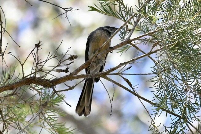 Gray Fantail - ML536014771