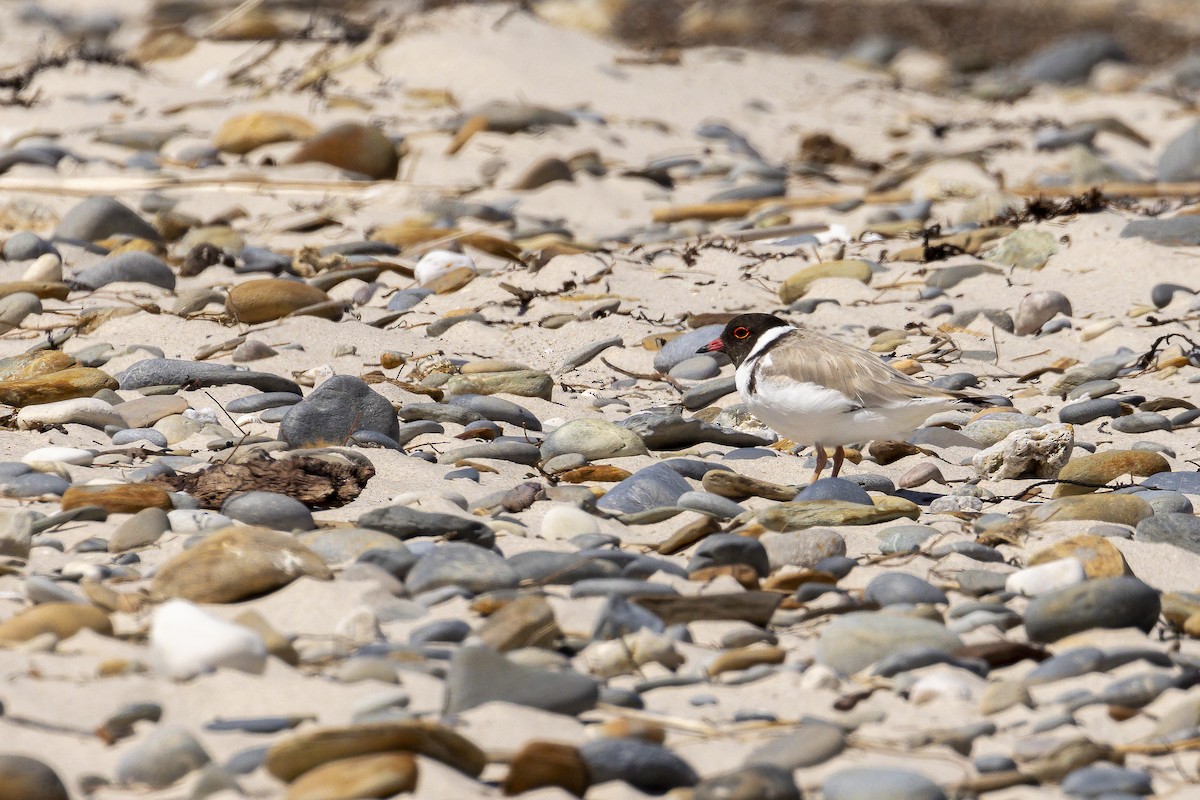 Hooded Plover - ML536014951
