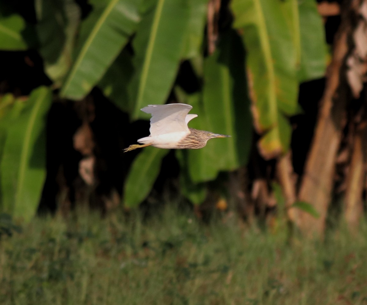 Indian Pond-Heron - Afsar Nayakkan