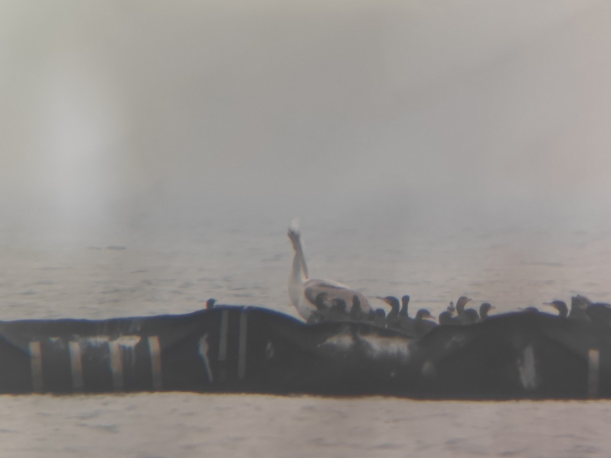 Pelikano ilebihurria - ML536015611