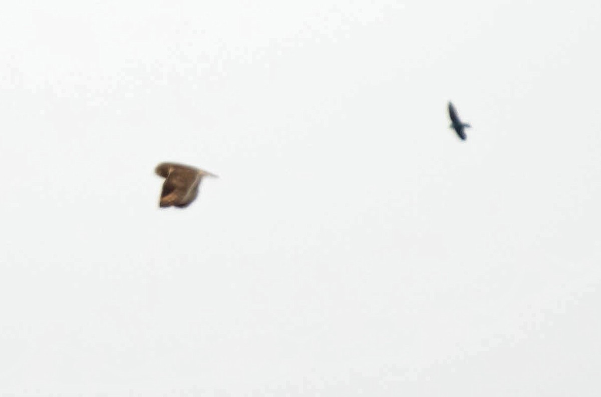 Short-eared Owl - William Batsford