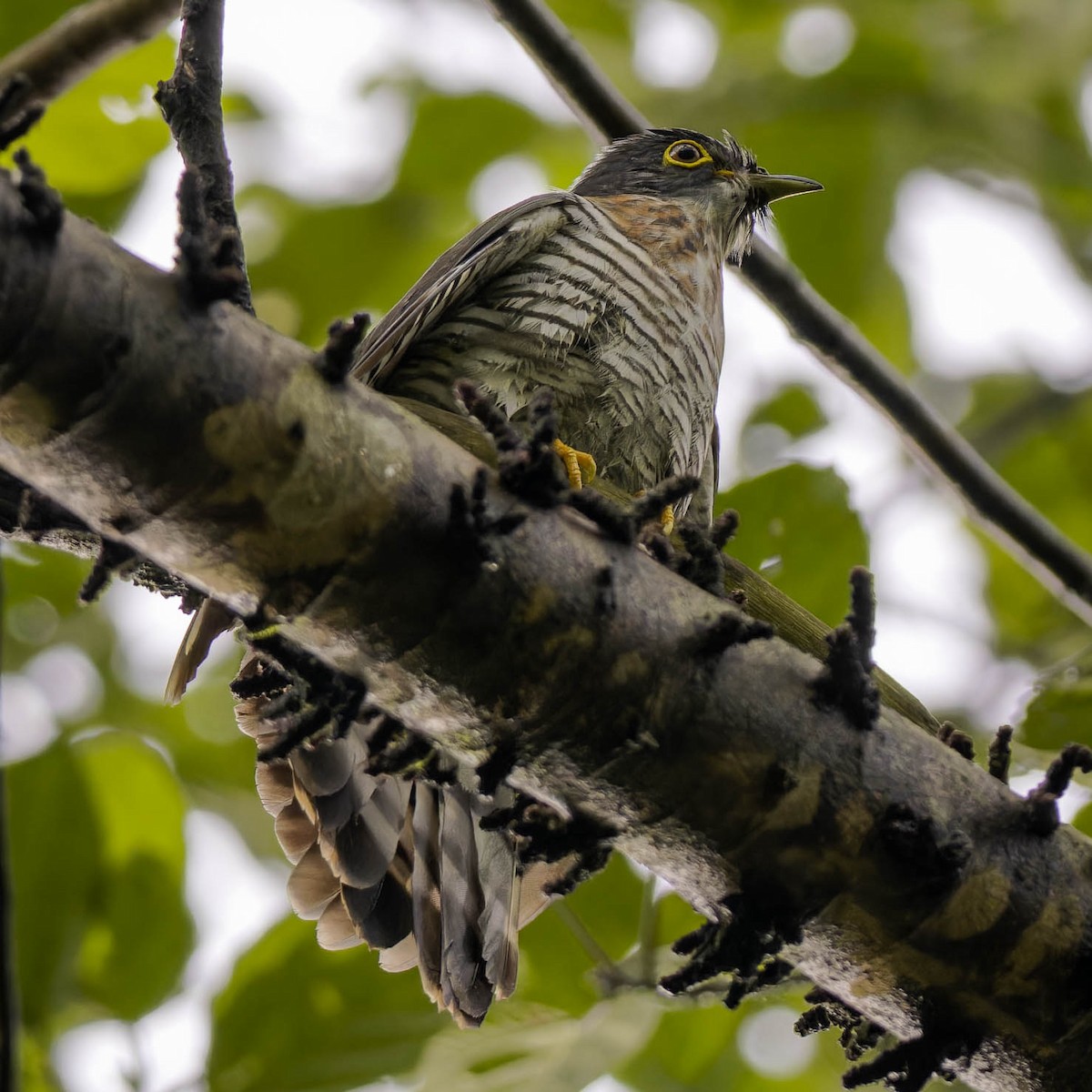 Large Hawk-Cuckoo - Ethan Teo