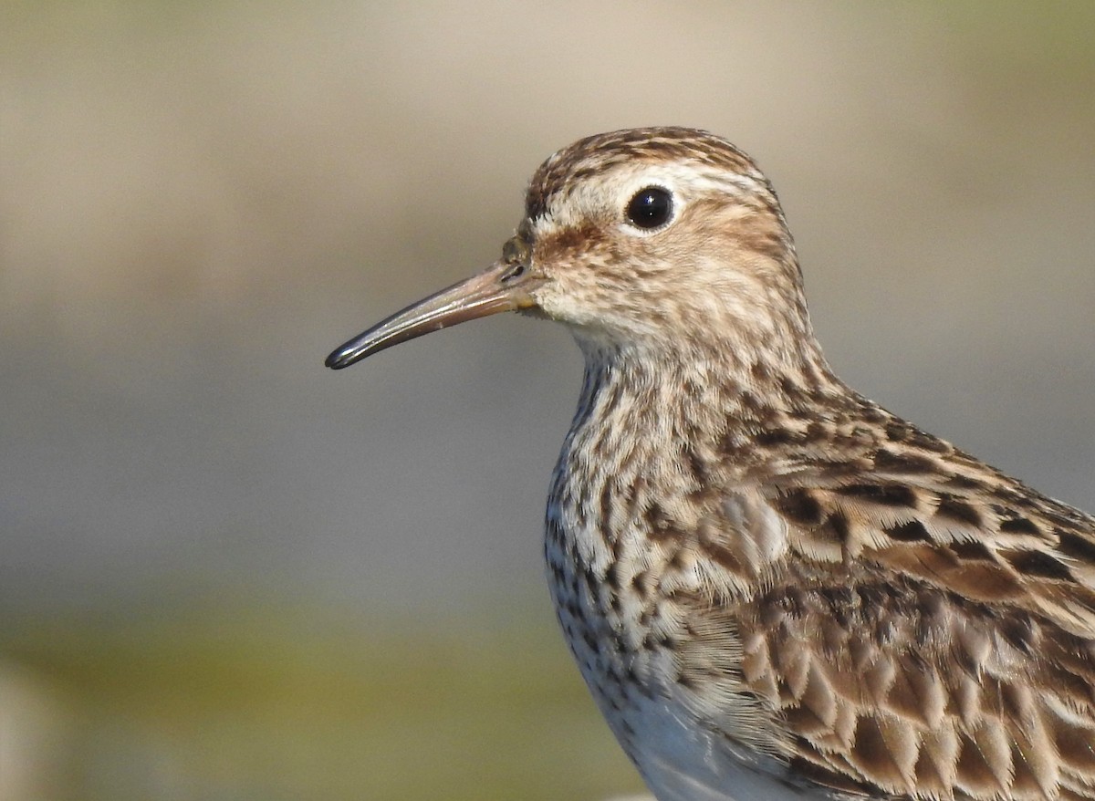 Pectoral Sandpiper - ML536019411