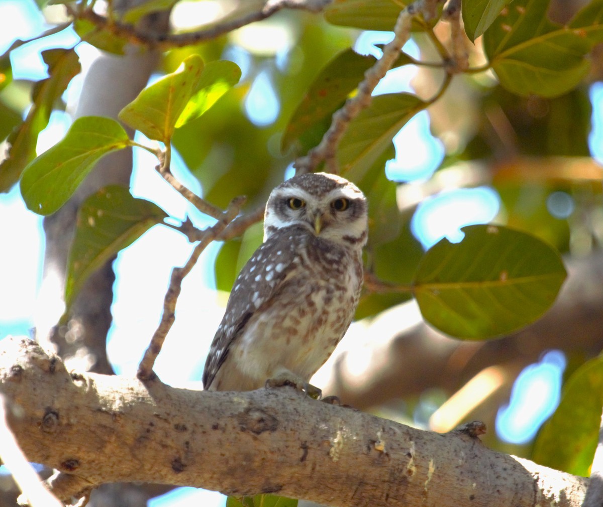 Spotted Owlet - ML536019761
