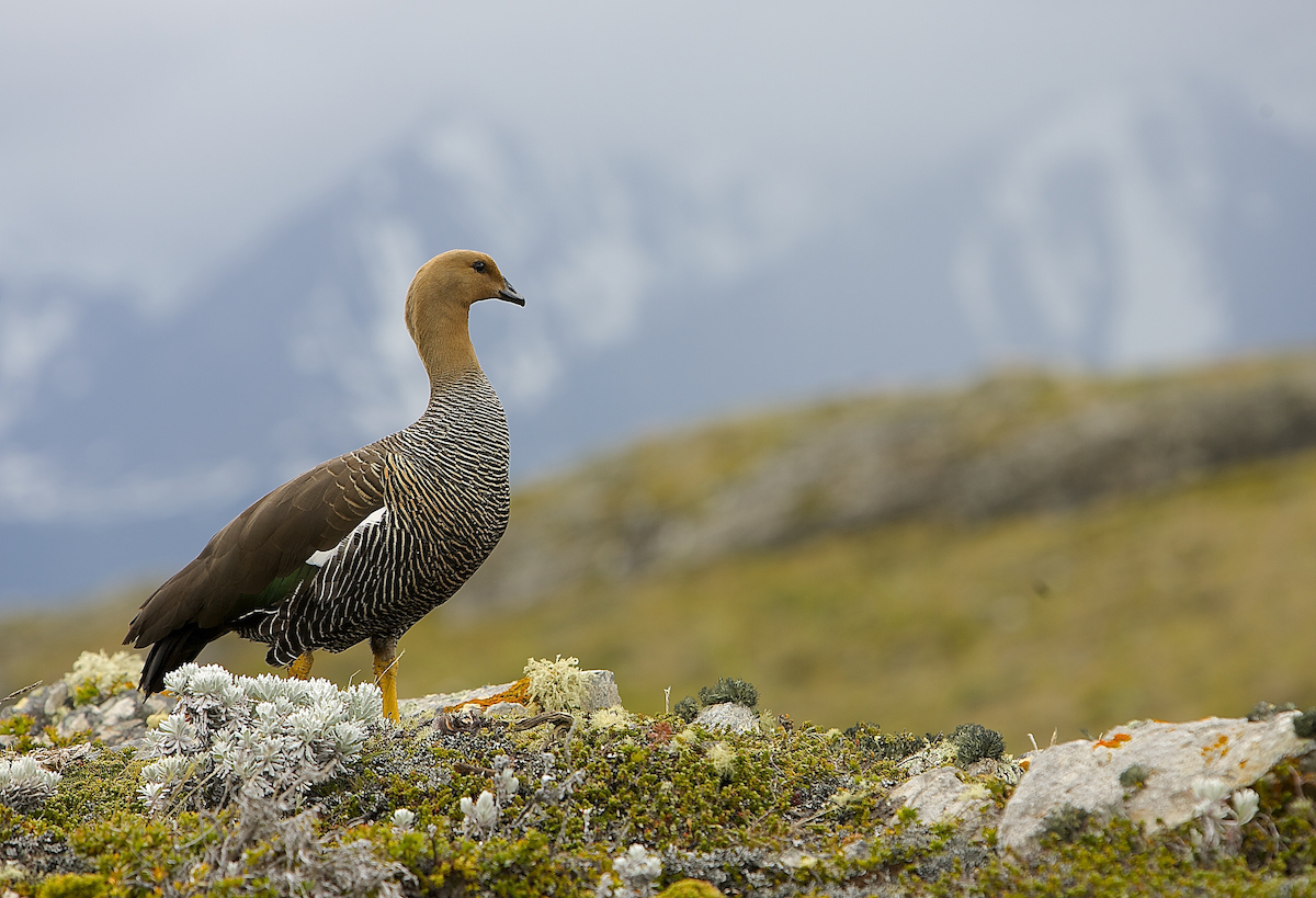 Upland Goose (Bar-breasted) - ML53602011