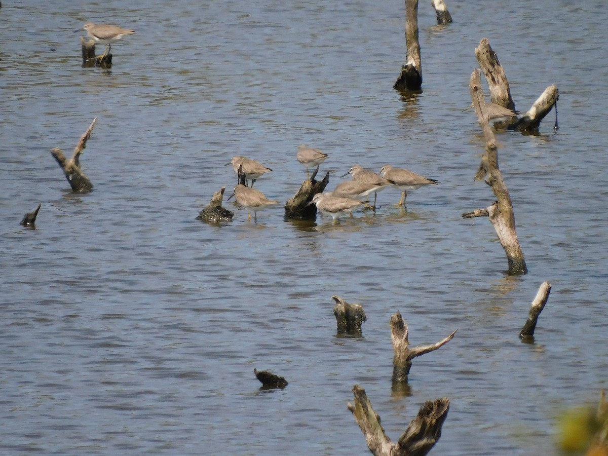 Gray-tailed Tattler - George Vaughan