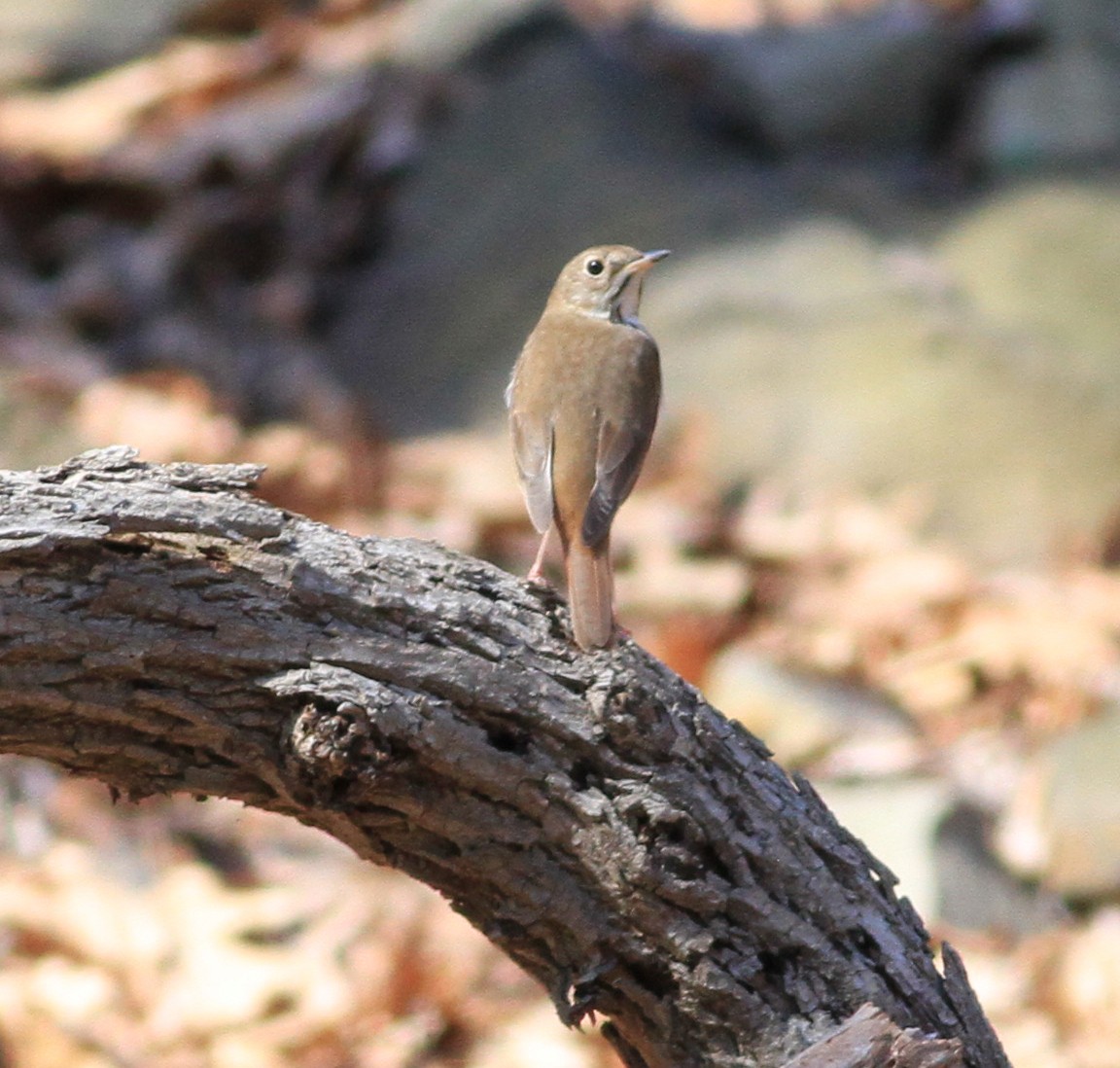 Hermit Thrush - Anupam Khanna