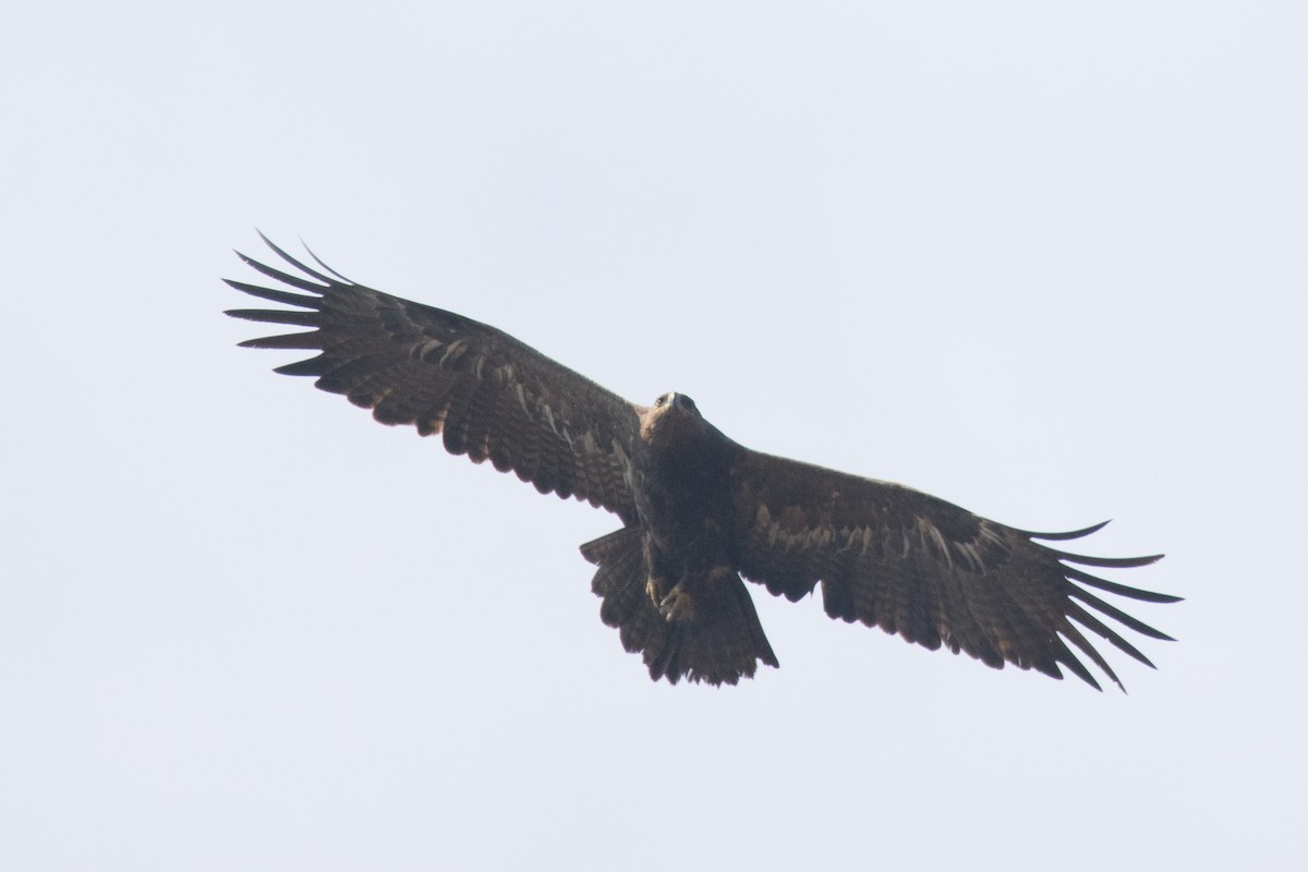 Tawny Eagle - ML536021941