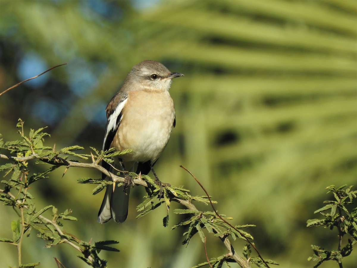 White-banded Mockingbird - ML536022191