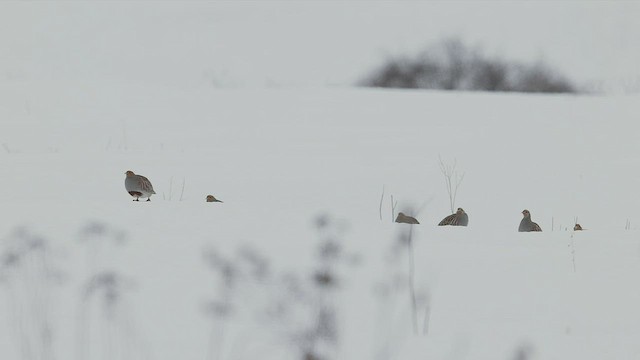 Gray Partridge - ML536022621