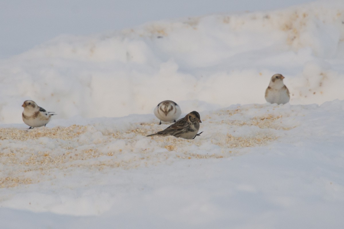 Lapland Longspur - ML536022831