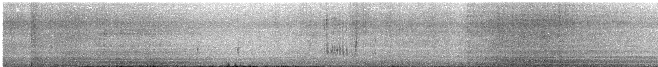 Wilson's Plover - ML536023591