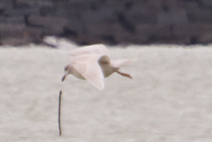 Gaviota Groenlandesa (kumlieni) - ML536023801