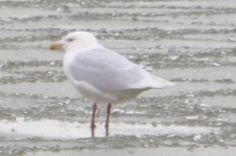 Glaucous Gull - ML536023871