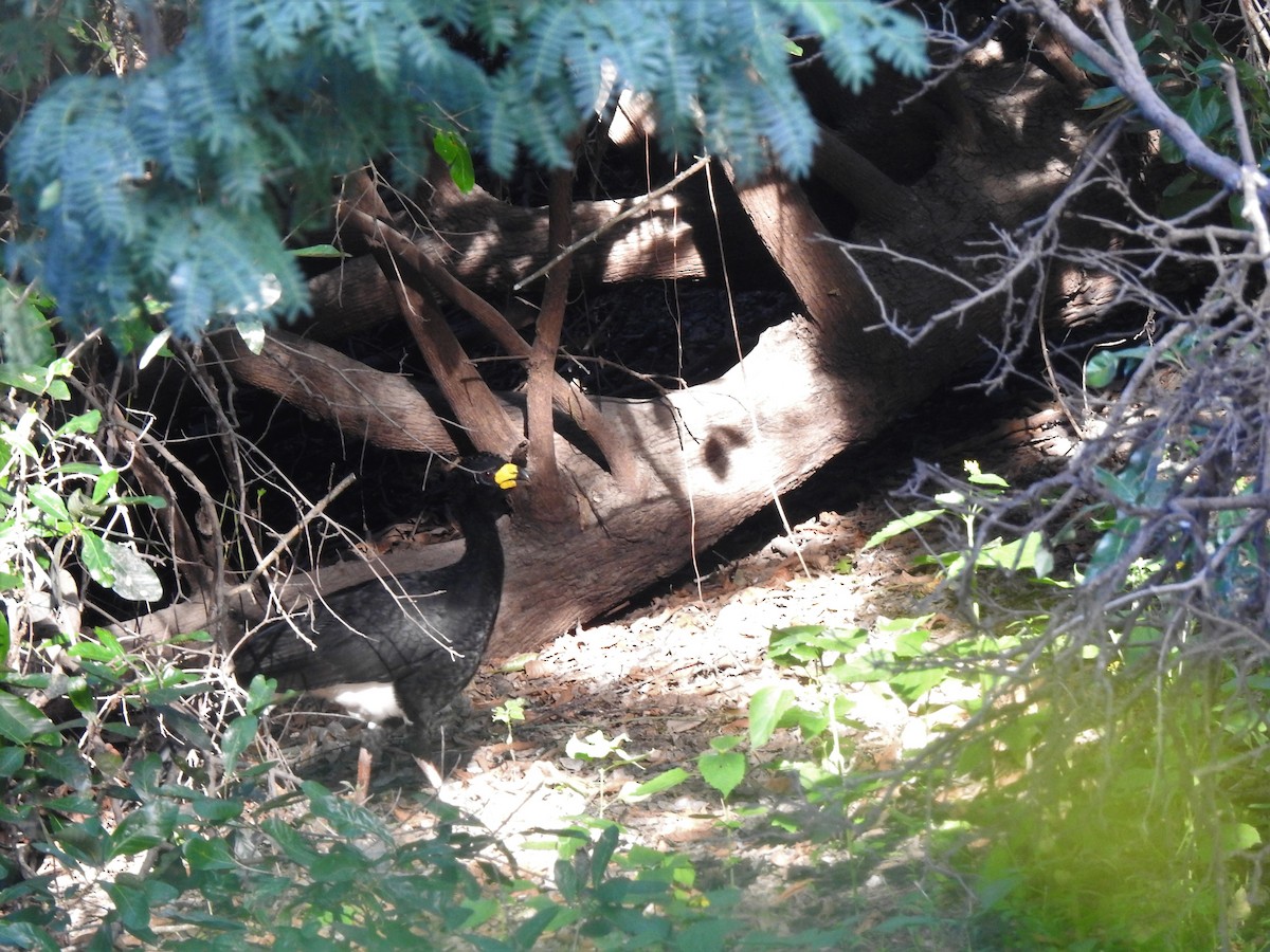 Bare-faced Curassow - ML536024861