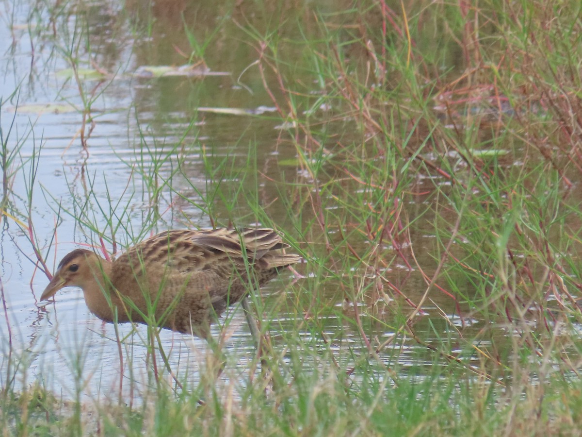 Watercock - ML536025451