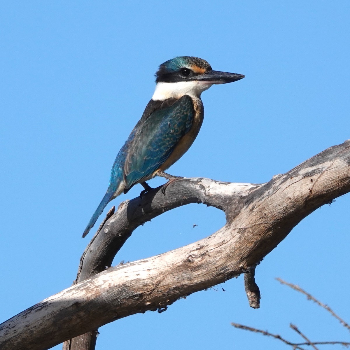 Sacred Kingfisher - ML536025531