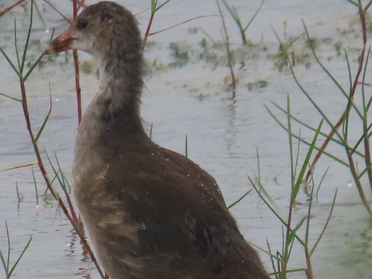 Eurasian Moorhen - ML536025541