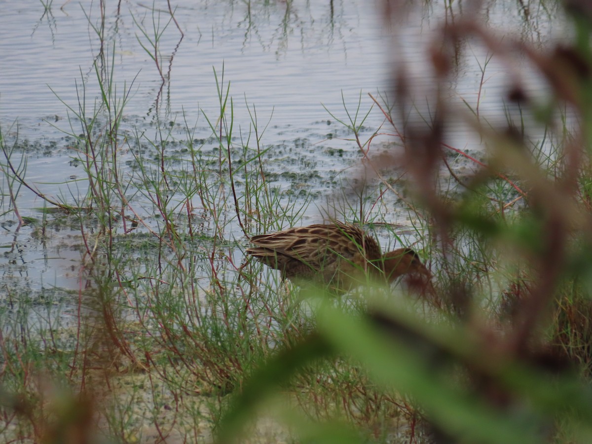 Watercock - ML536025971