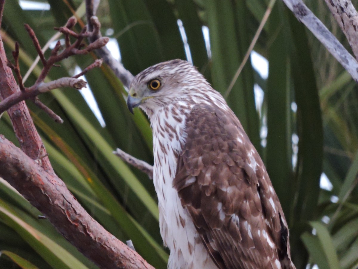 Cooper's Hawk - ML536026061