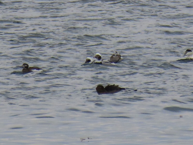 Long-tailed Duck - ML536027871