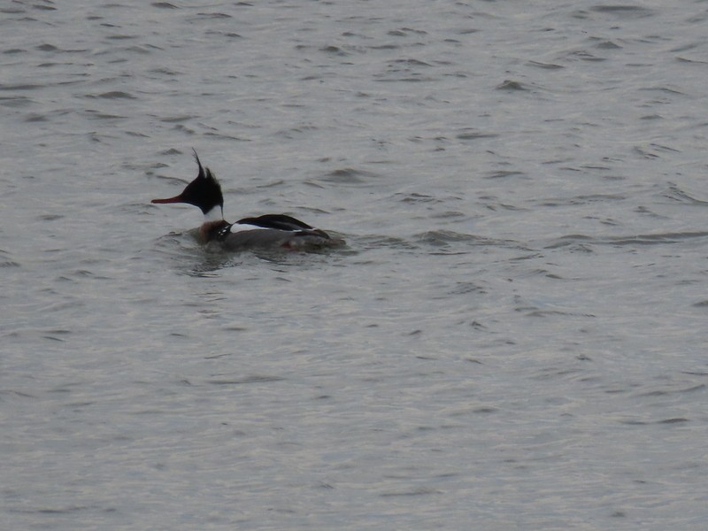 Red-breasted Merganser - ML536027951