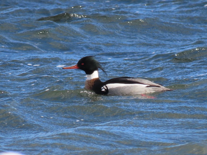 Red-breasted Merganser - ML536027971