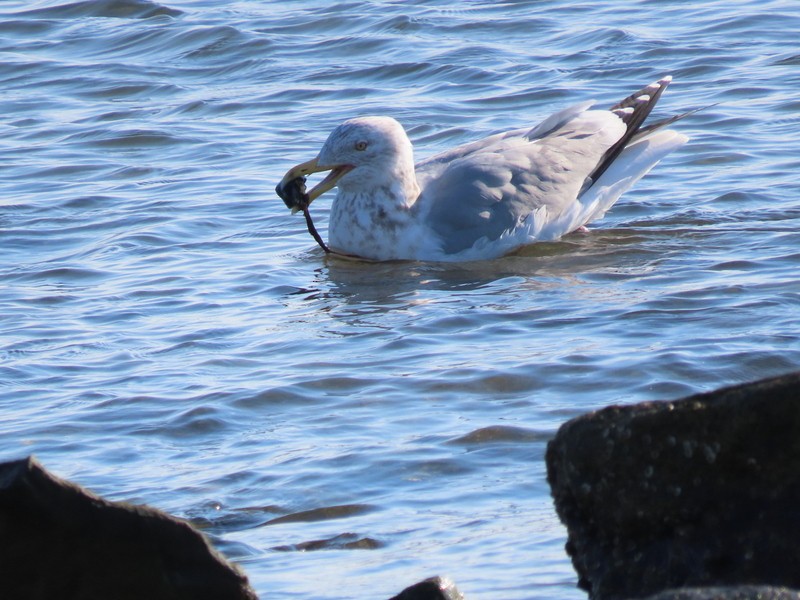 Herring Gull - ML536028531