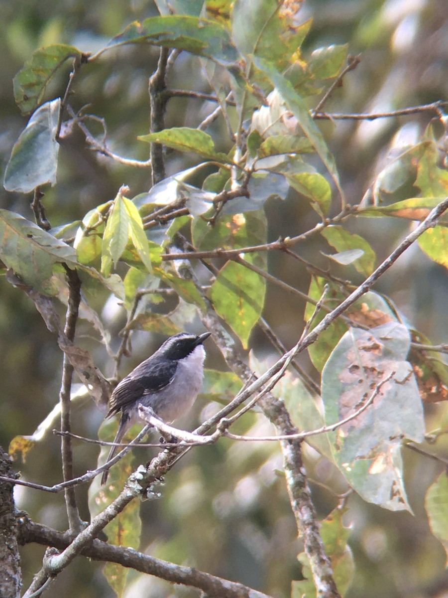 Gray Bushchat - Jon Clark