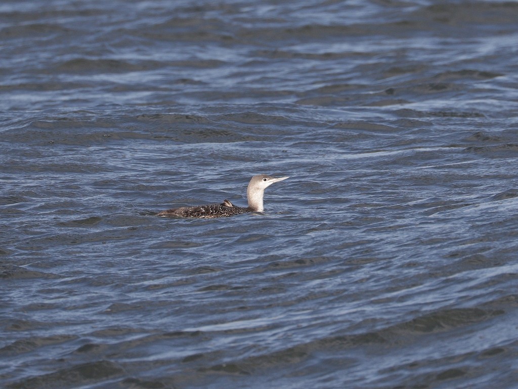 Red-throated Loon - ML536029201