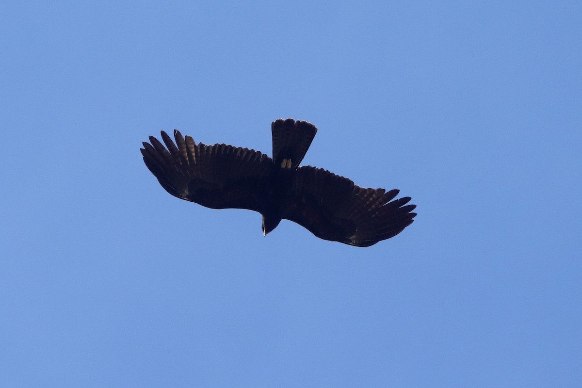 Black Eagle - Gopi Sundar