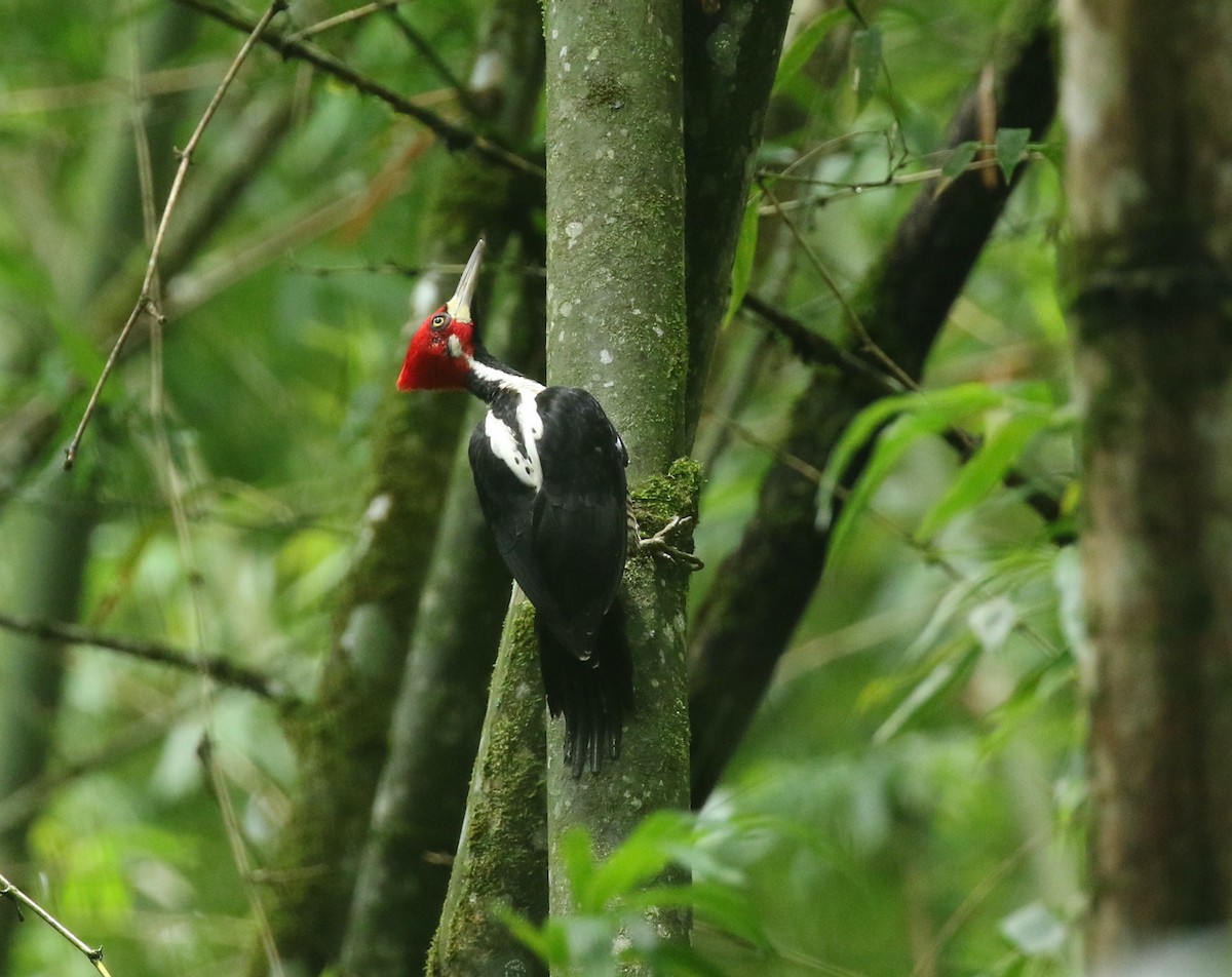 Crimson-crested Woodpecker - Andrew Vallely