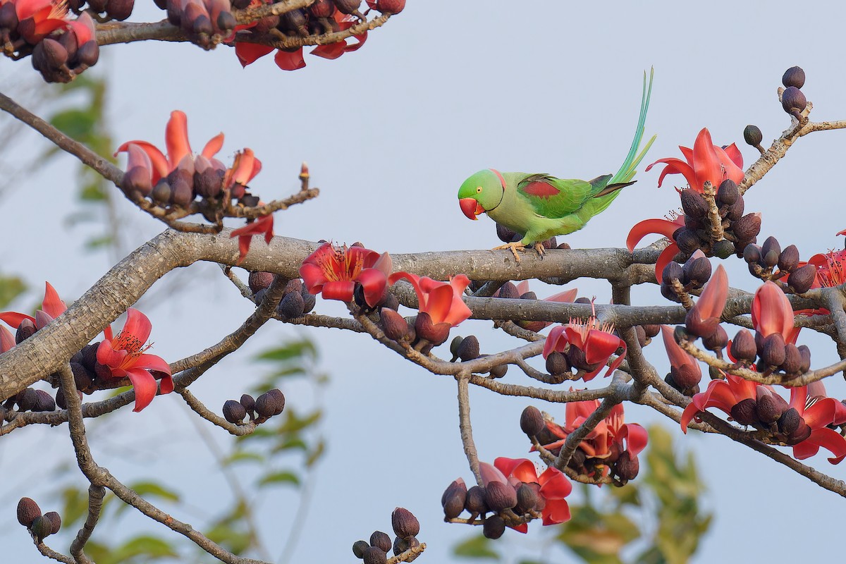 Alexandrine Parakeet - ML536030581