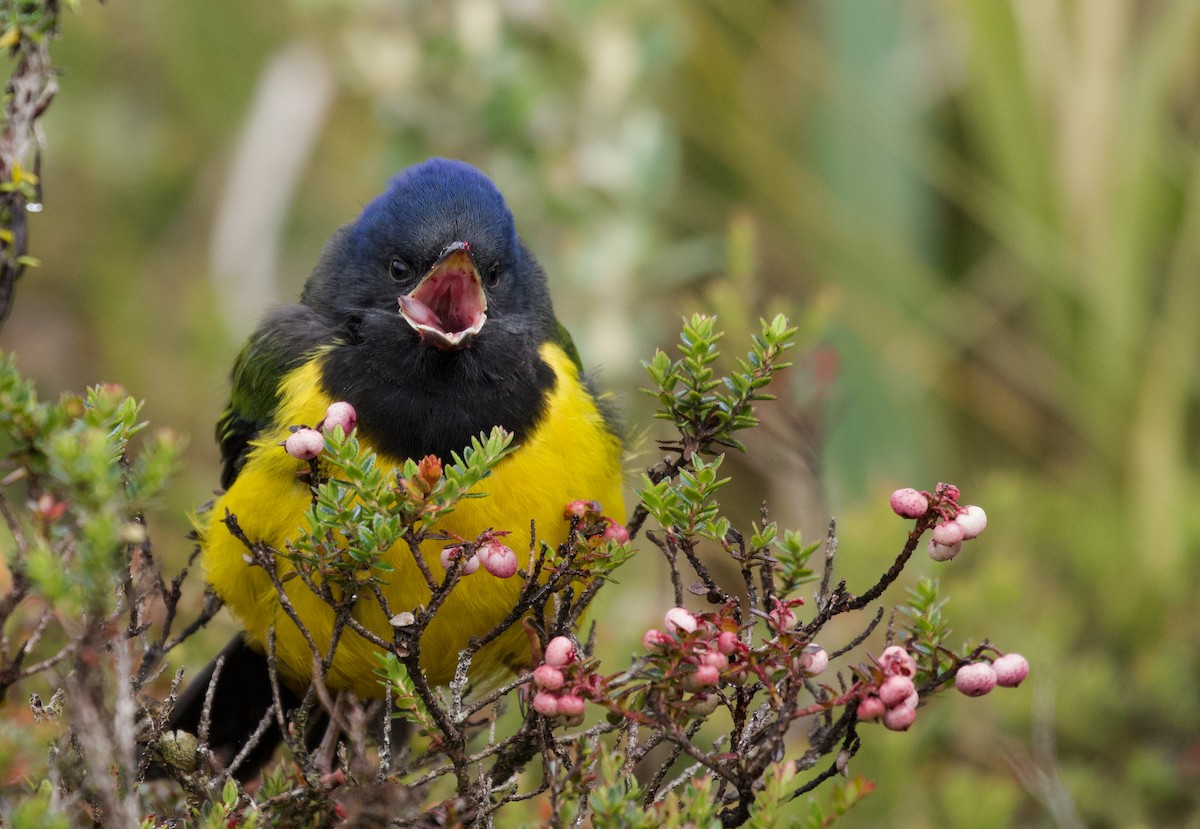 Black-chested Mountain Tanager - Will Sweet