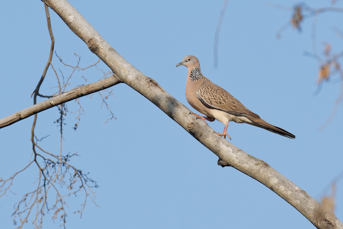 Spotted Dove (Eastern) - Vincent Wang