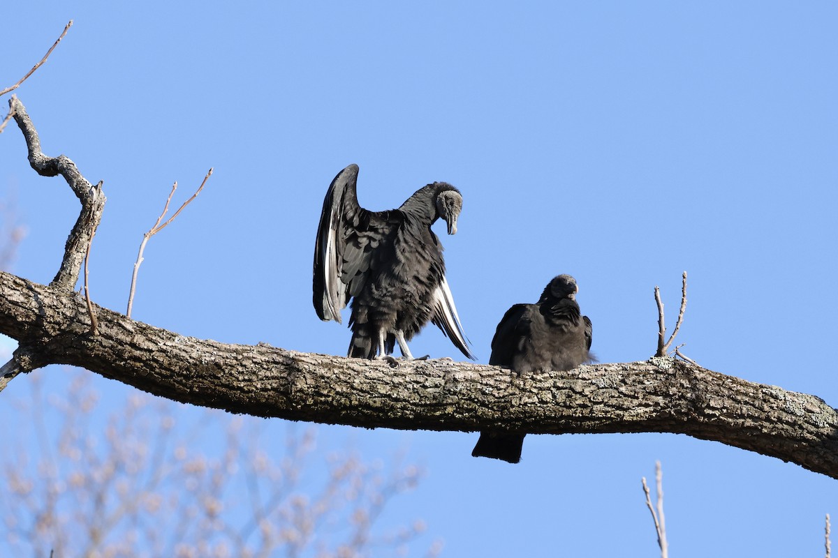 Black Vulture - ML536031391